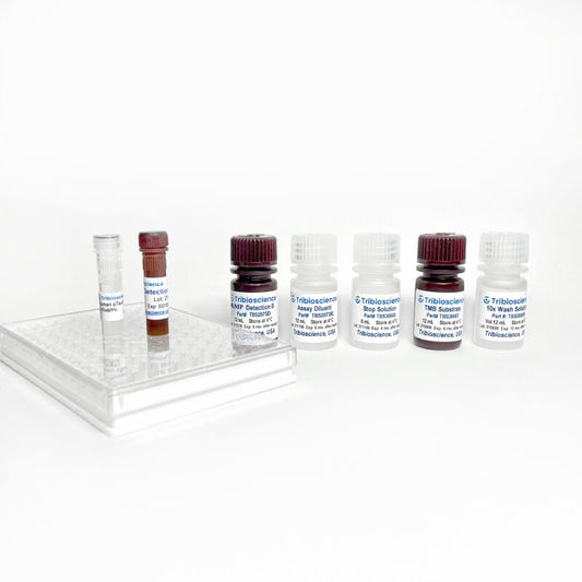 Cyclic AMP Activity Assay Kit (Colorimetric)